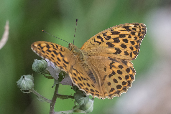 Argynnis paphia f valesina-5812 - Aprey - 30/07/21