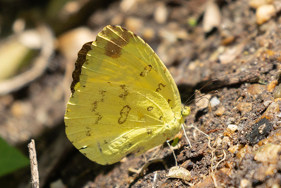 Eurema blanda-5591 - Doi Inthanon - 24/03/24