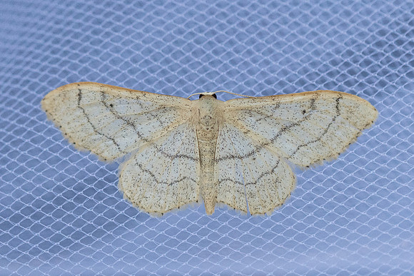 Idaea aversata L 2262 - Briançon