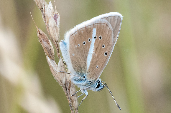 Polyommatus damon-2830 - 3/08/13