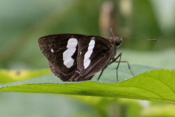 Notocrypta paralysos varians-0738 - Koh Samui - 18/03/23