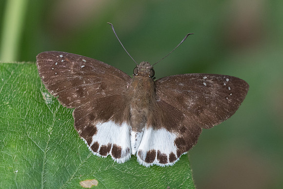 Tagiades ultra-4695 - Phanom Bencha Mountain - 23/11/23
