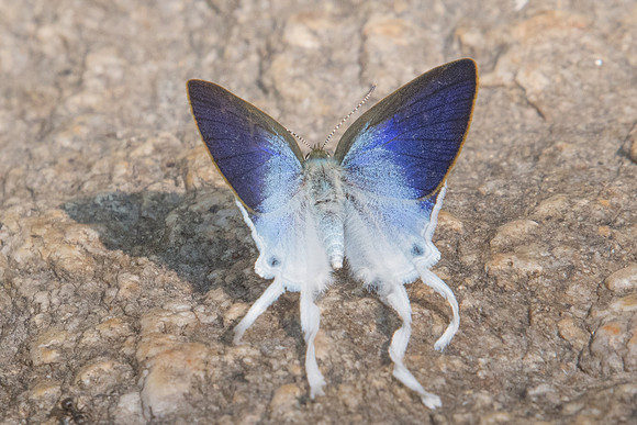 Zeltus amasa-3082 - Doi Suthep - 8/03/23