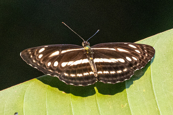 Neptis nata-3027