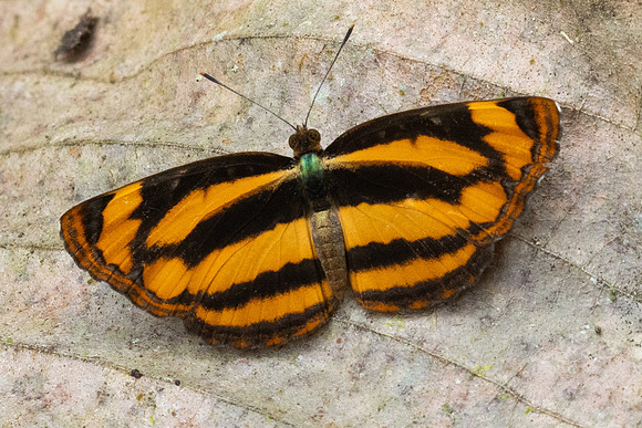 Pantoporia sandaka davidsoni-1539 - Chiang Dao - 17/03/24