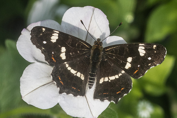 Araschnia levana prorsa-7417 - Chenonceaux - 21/08/21