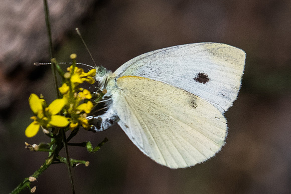 Pieris mannii - 4110 - LLo - 18/07/23