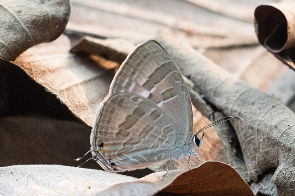 Jamides pura-4577 - Doi Suthep - 9/03/23