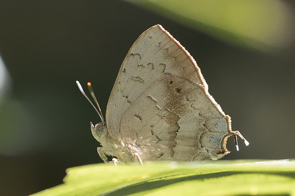 Surendra quercetorum-6582 - Railay - 25/11/23