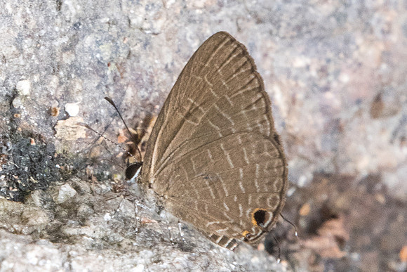 Jamides bochus-7270 - Doi-Suthep - 10/03/23