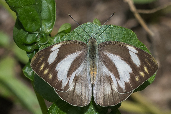 Appias libythea olferna-2478 - Chiang Rai - 18/11/23