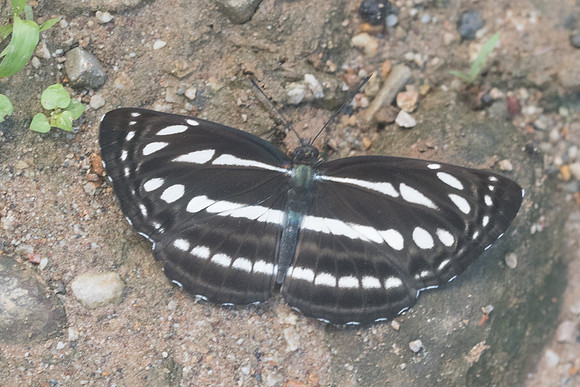 Neptis nata-9076 - Chiang Dao - 14/11/23