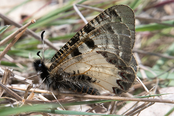 Archon apollinus-3231 - Alexandroupoli - 10/04/22