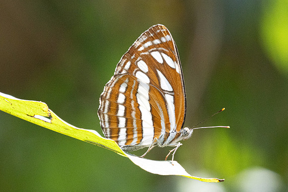 Neptis hylas -4276 - Fang Hot Springs - 21/03/24