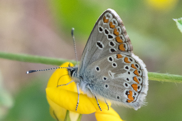 Aricia artaxerxes-4967 - Estenc (1780 m) - 6/07/21