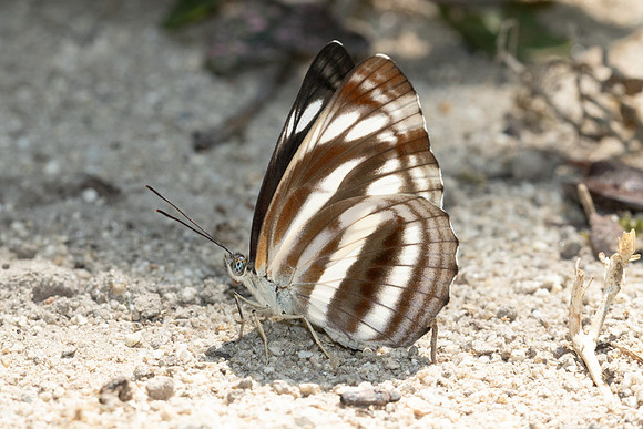 Neptis Sankara guiltoides-5281