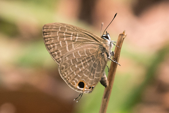 Nacaduba hermus-2673 - Chiang Dao - 11/03/23