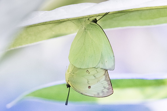 Catopsilia pomona pomona-9192 - Bangkok - 22/03/23