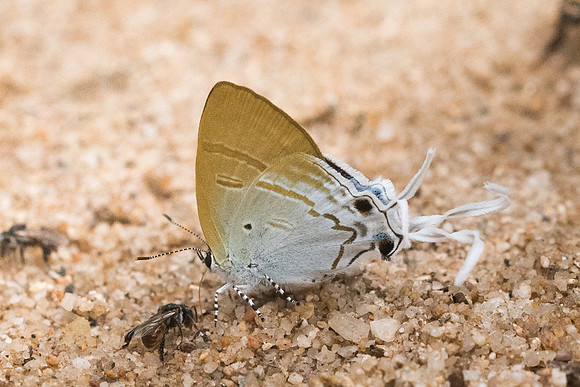 Zeltus amasa amasa-4445 - Chiang Dao  - 12/03/23