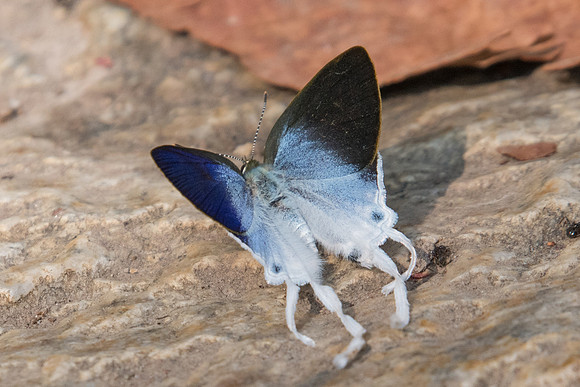 Zeltus amasa-3249 - Doi Suthep - 8/03/23