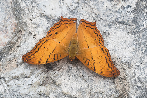 Vindula erota-1135 - Doi -Suthep - 13/11/23