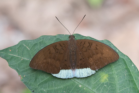 Tanaecia julii-3681  - Chiang Rai - 20/11/23