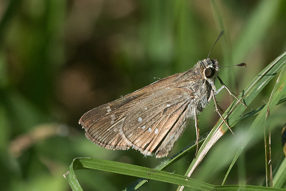 Pelopidas subochracea-3775 - Chiang Rai - 21/11/23