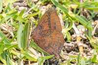 Amblypodia narada taooana-3757 - Doi Inthanon - 23/03/25