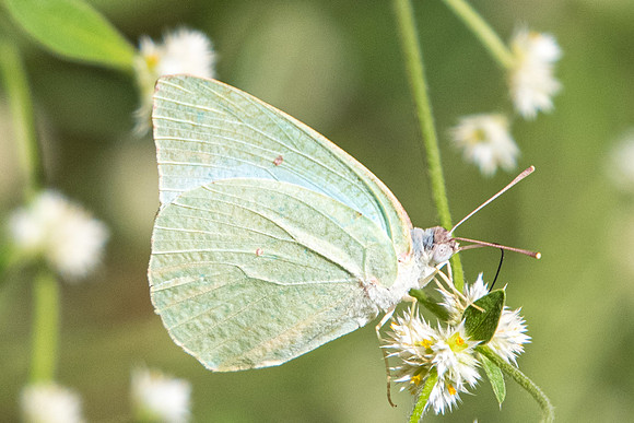 Catopsilia florella-6388