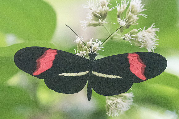 Heliconius erato petiverana-1123