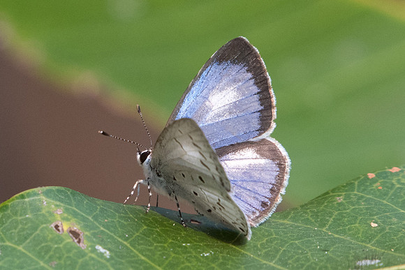 Acytolepis lilacea indochinensis-2337 - Doi-Suthep 8/03/23