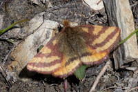 Lythria plumularia-2985