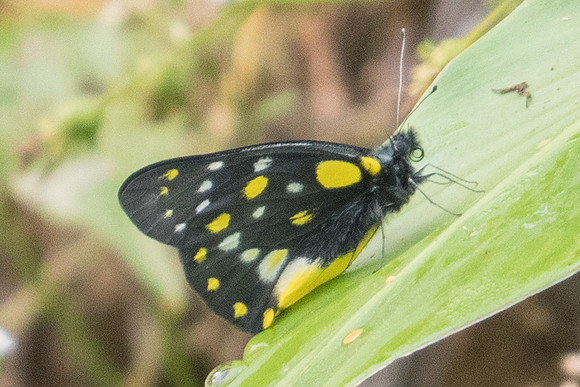 Delias belladonna hedybia-2995 - Chiang Dao - 12/03/23