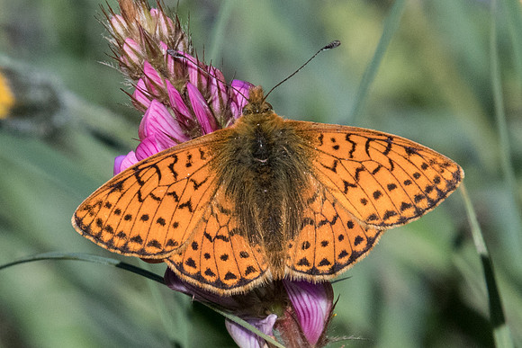 Boloria napaea ♂-1461 - Cervières - 1/07/21