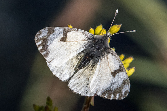 Euchloe simplonia-1179 - Cervières - 1/07/21