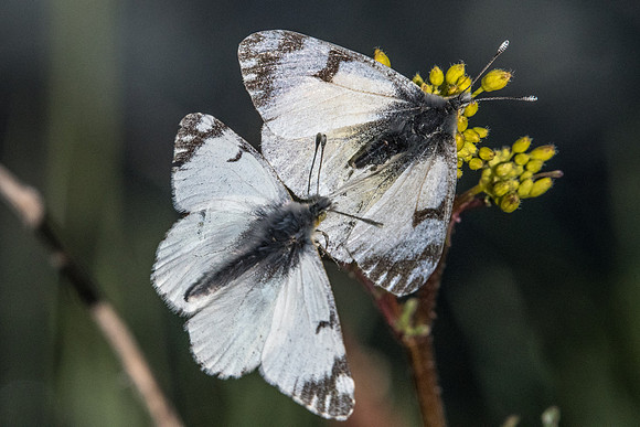 Euchloe simplonia-1188 - Cervières - 1/07/21