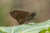 Baoris farri-1922- Chiang Dao - 19/03/25