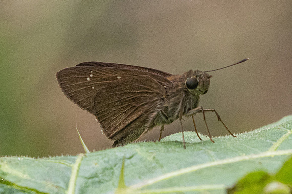 Baoris farri-1922- Chiang Dao - 19/03/25