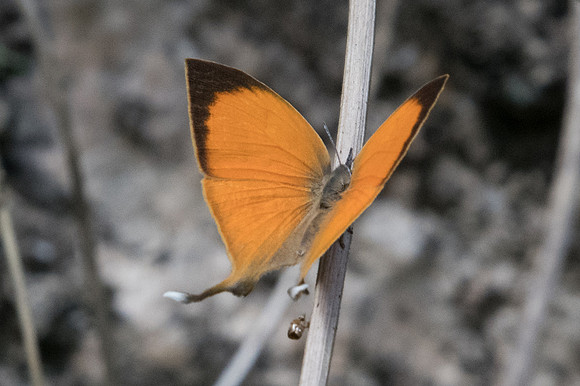 Loxura atymnus continentalis-2400 - Chiang Dao - 15/11/23