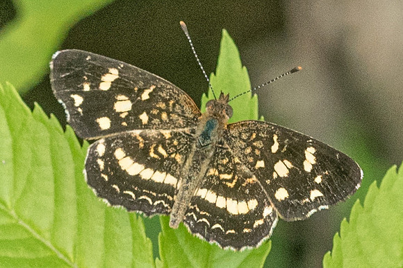 Anthanassa tulcis-1961