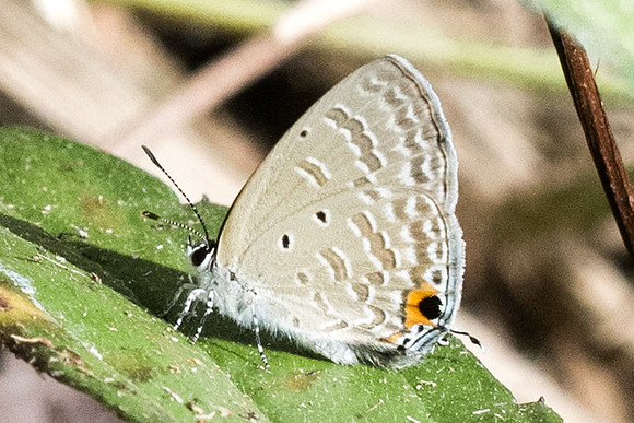 Catochrysops strabo strabo-8867 - Koh Samui - 16/03/23