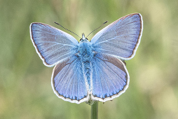 Polyommatus icarus-9459 - Corse - 18/06/23