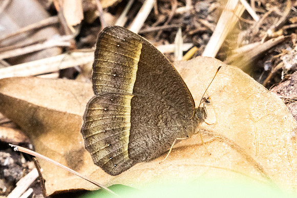 Mycalesis sp-2863