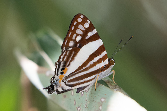 Dodona deodata-0901 - Doi-Suthep - 13/11/23