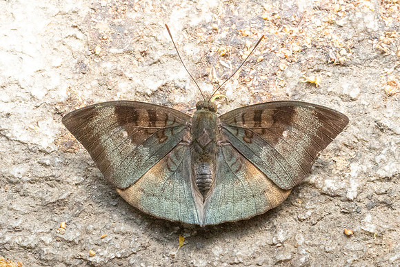 Euthalia monina-6479 - Doi-Suthep - 27/03/24