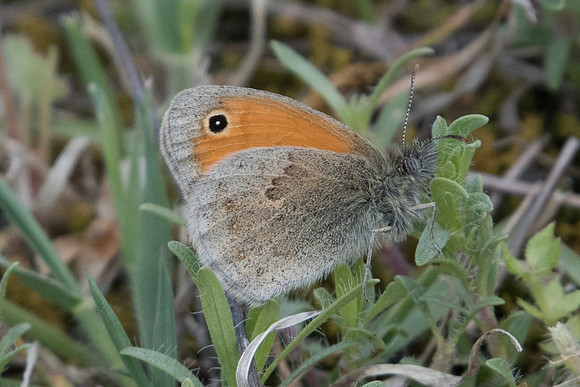 DSC_7051