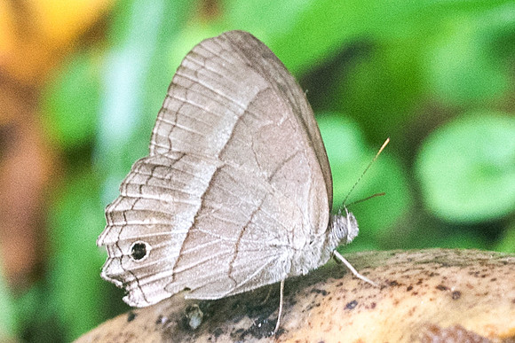 Cissia similis-1701