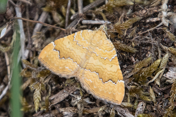 Camptogramma bilineata - Fontainebleau - 12/05/20