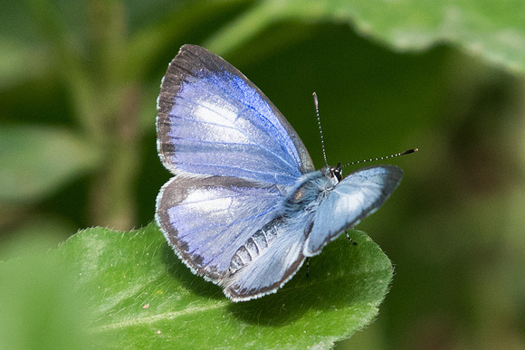 Acytolepis puspa gisca-1135  - Chiang Dao - 16/11/23