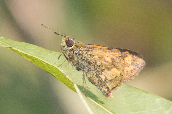Potanthus omaha-9357- Doi-Suthep - 7/03/23